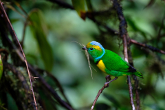 costa_rica_bird